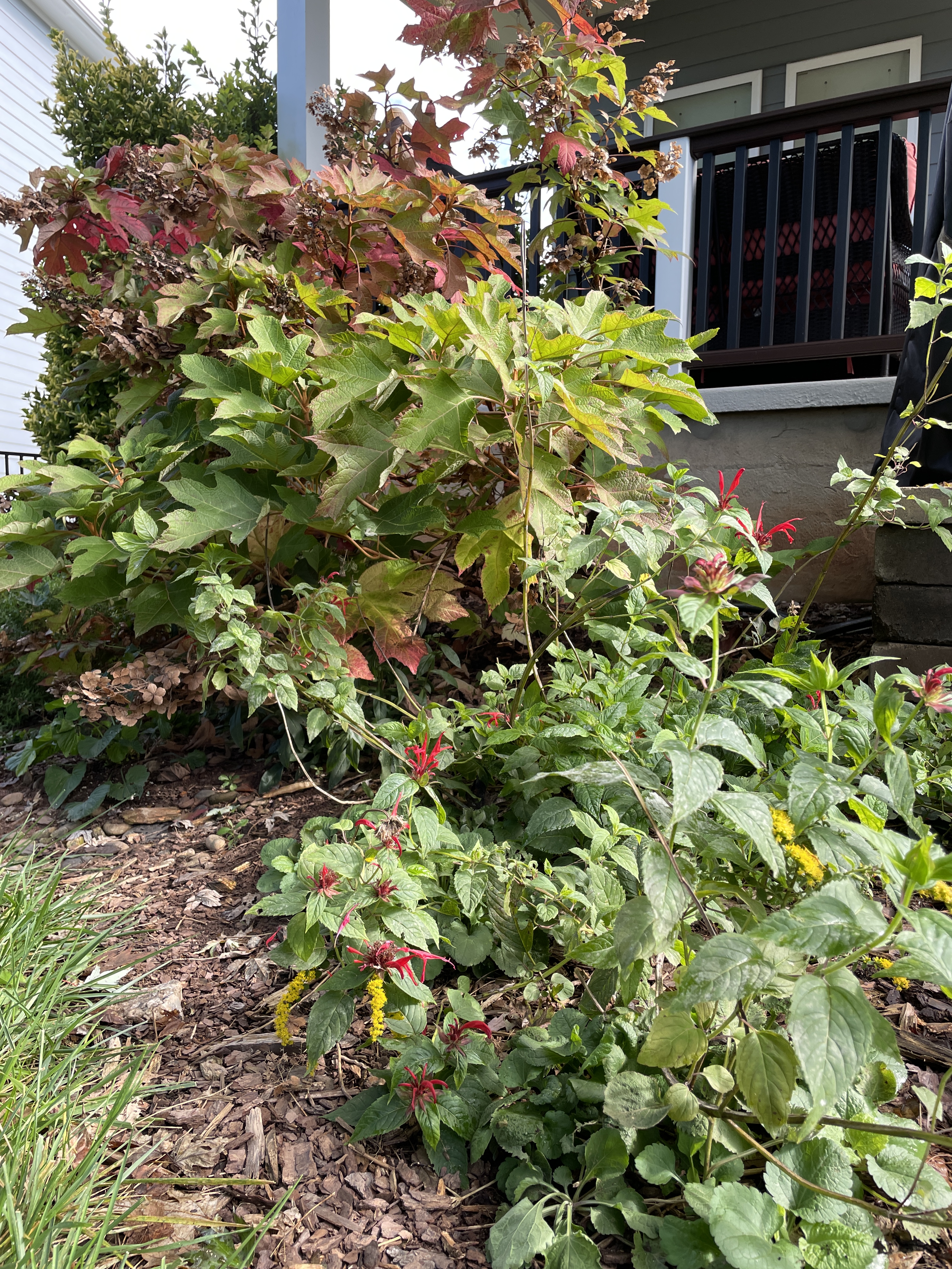 Fall Tasks and Fall Color