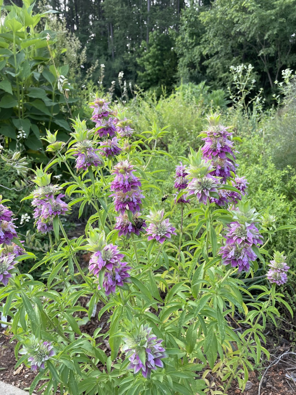 Top 5 Reasons to Garden with Native&nbsp;Plants