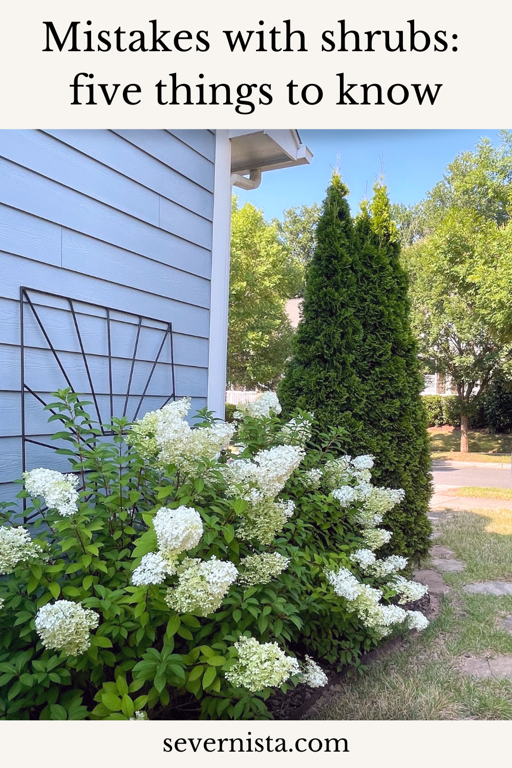 Mistakes with shrubs: five things to know before you&nbsp;plant