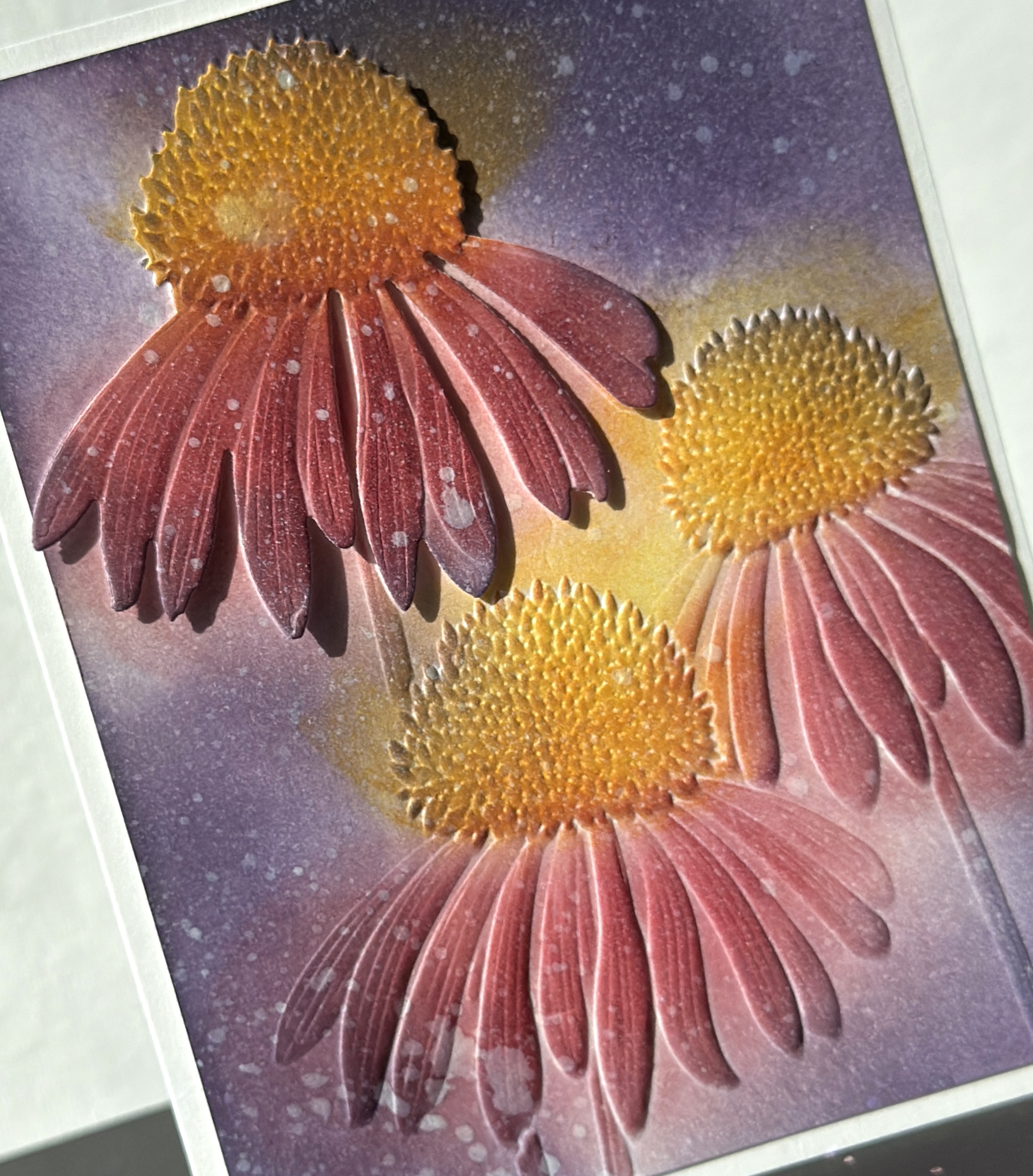 Brilliant Coneflower