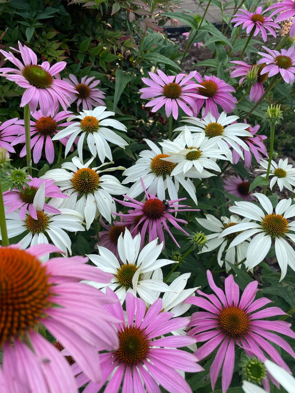 Native Garden Reference&nbsp;Links