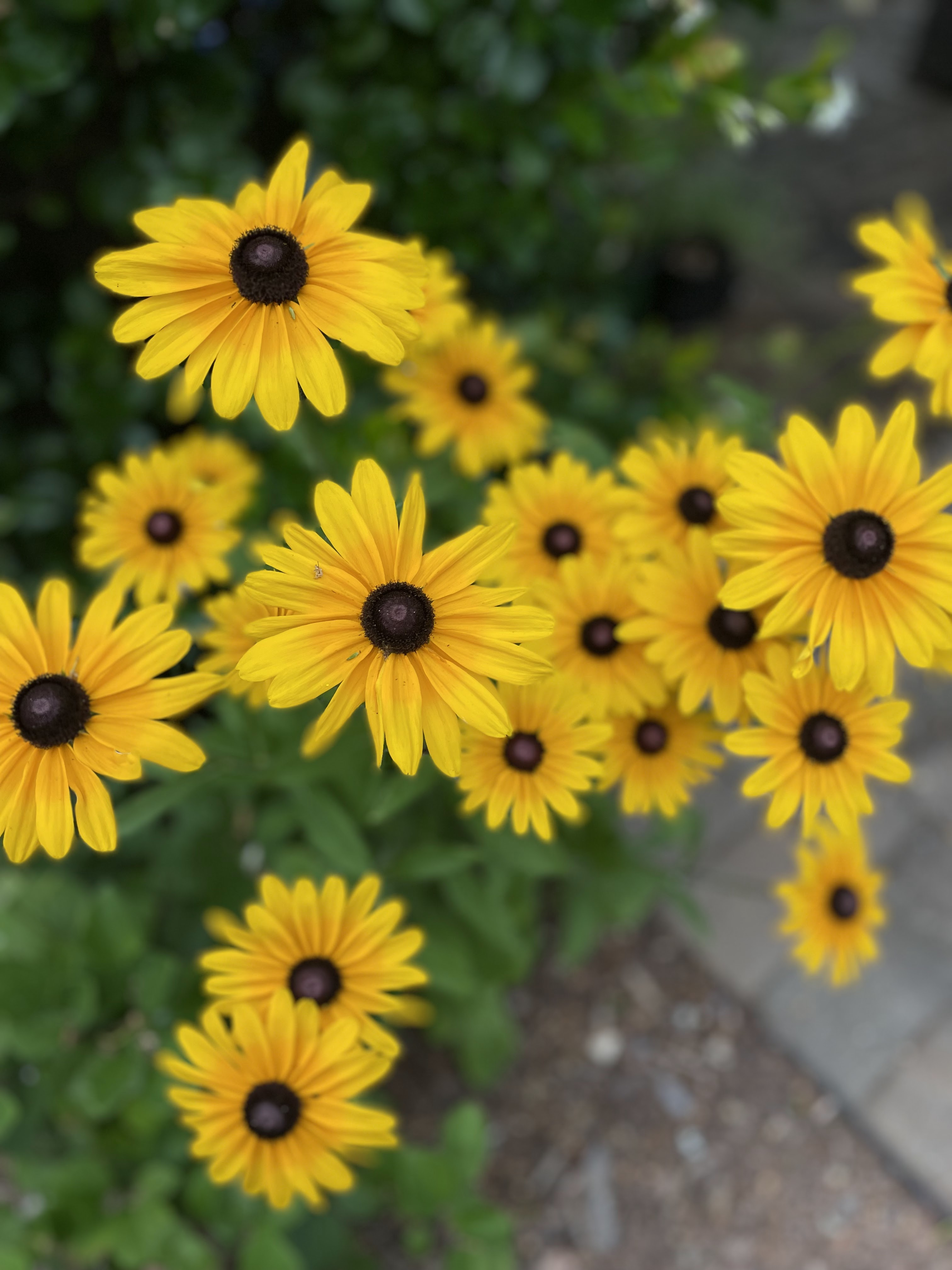 A New Native Bed: Patience and Planning