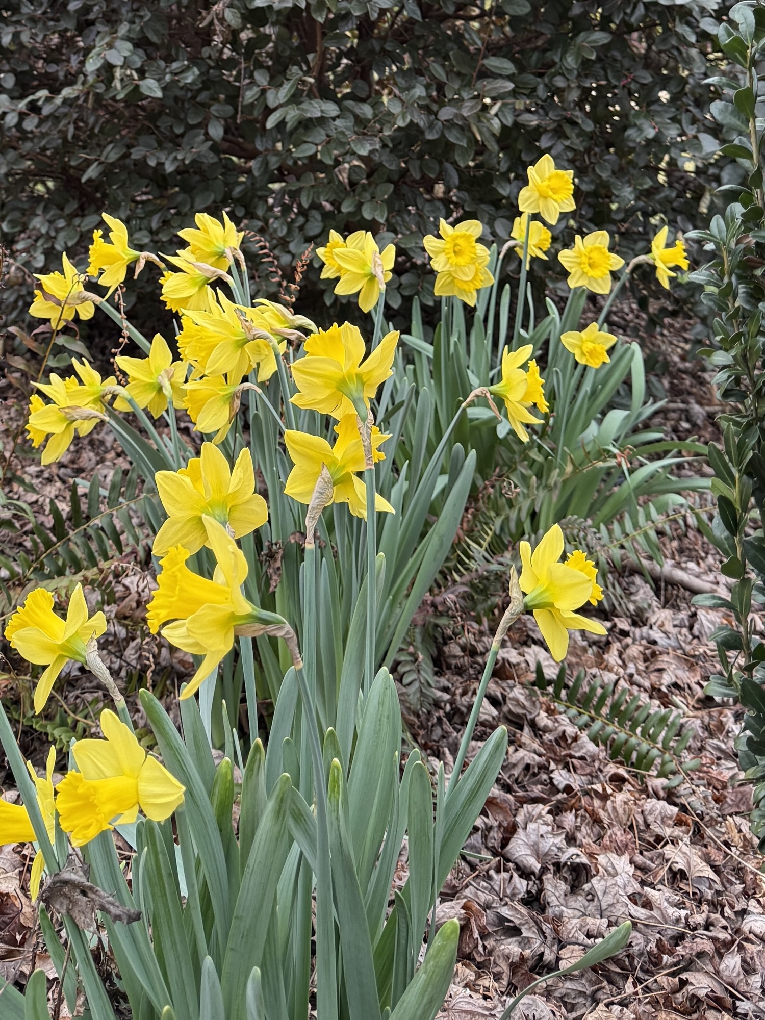 Bird’s Nest Bouquets and Daffodils