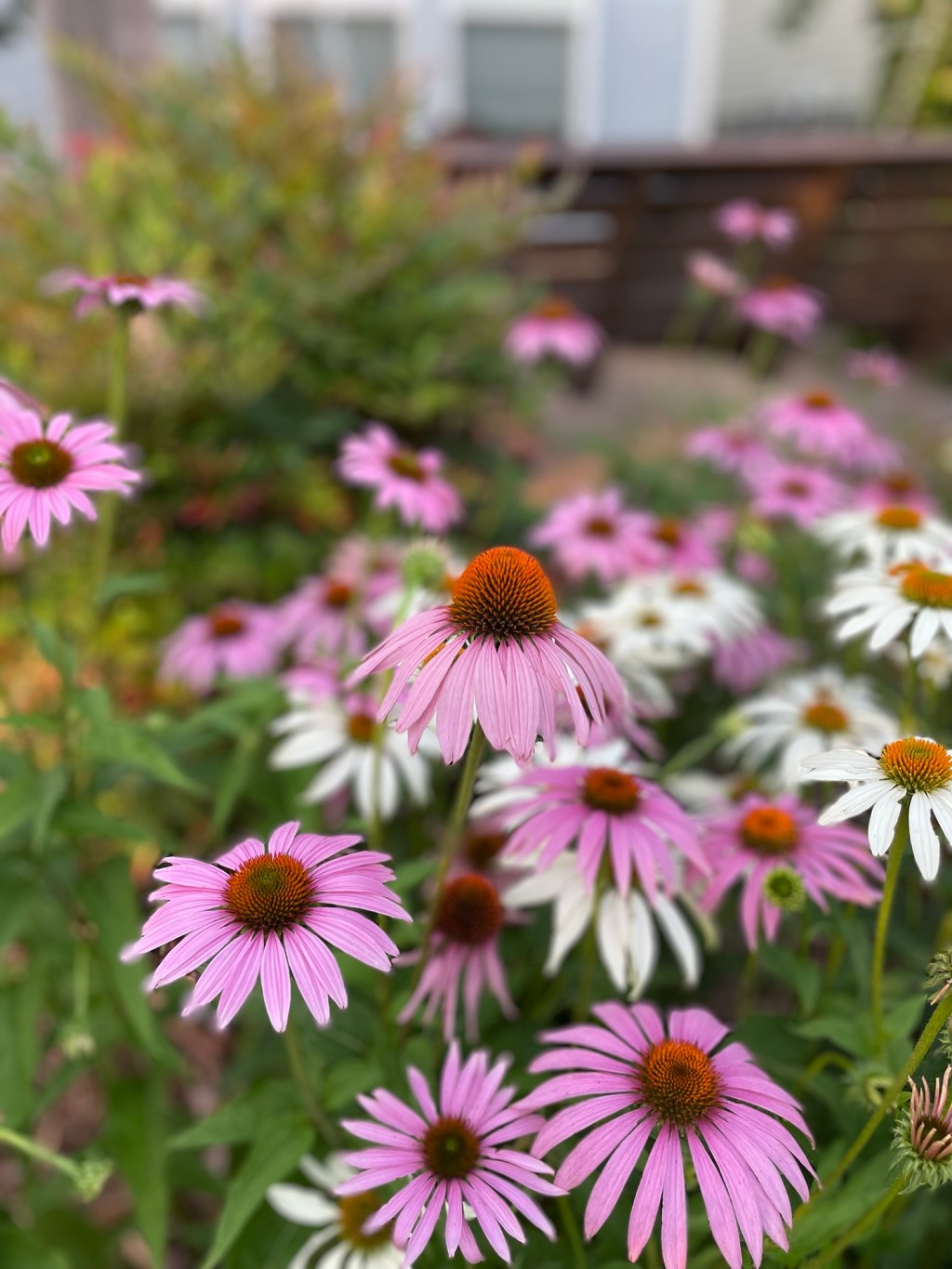 A New Native Bed: Selection&nbsp;Process