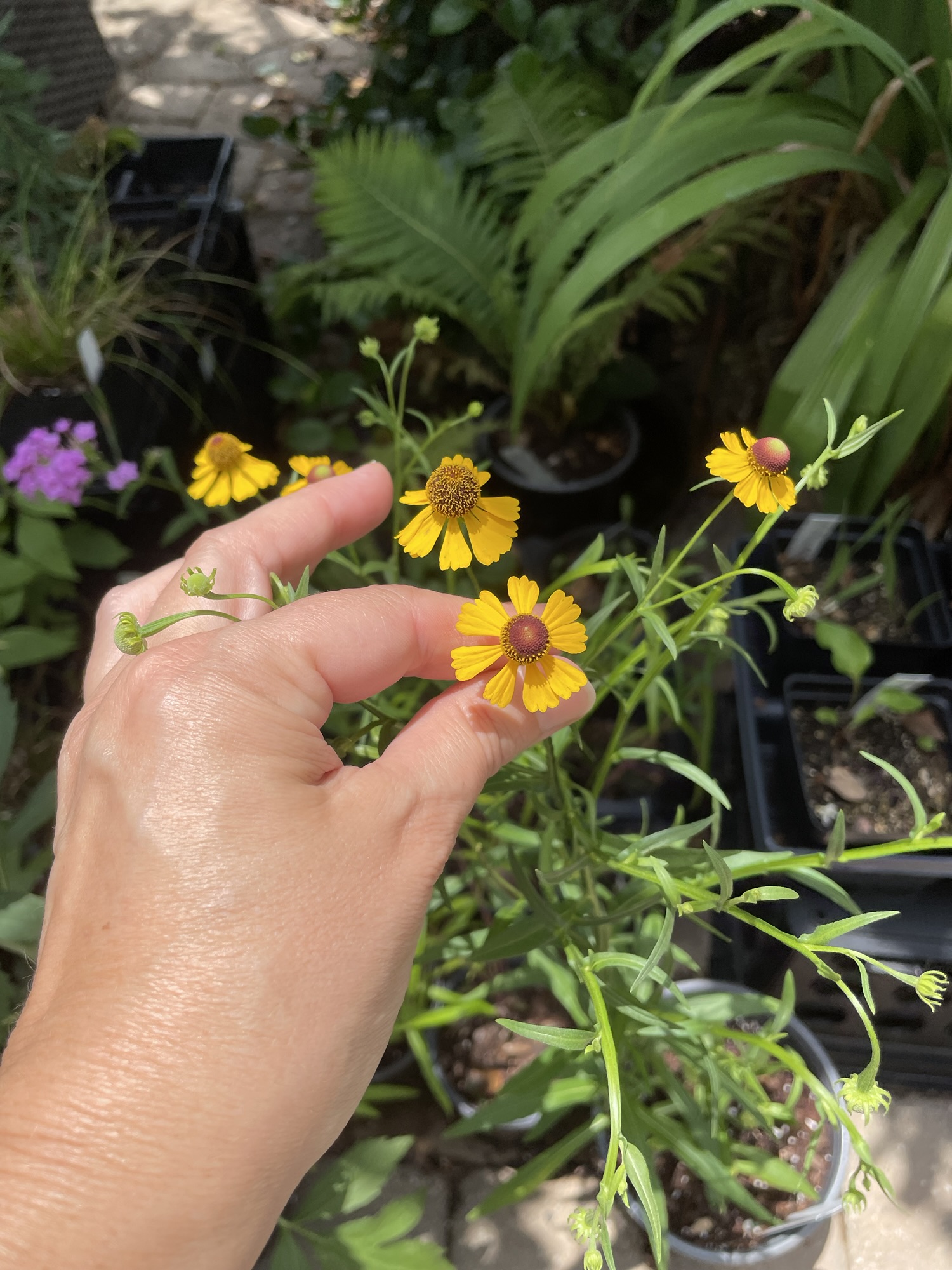 A New Native Bed: Inventory