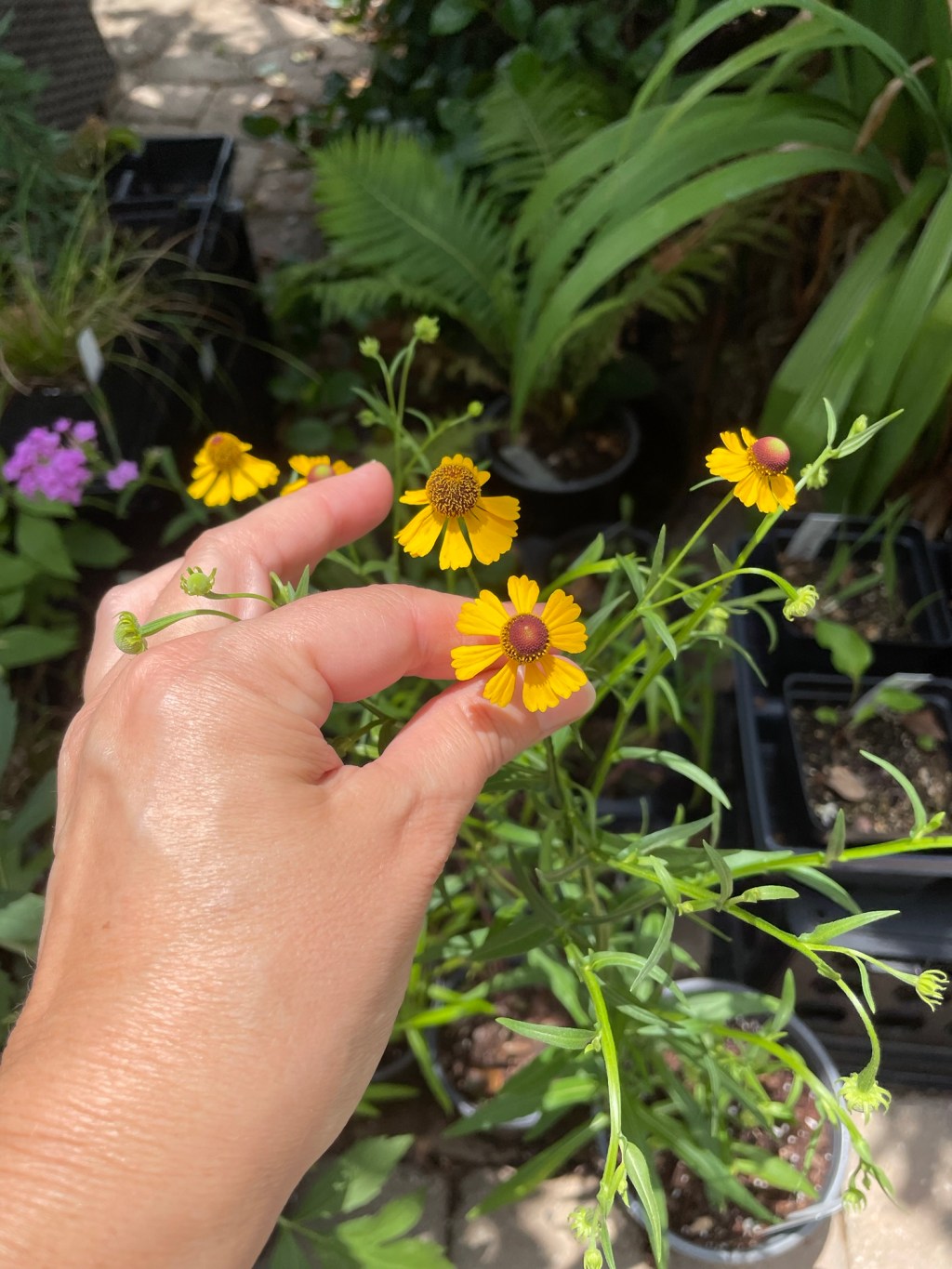 A New Native Bed:&nbsp;Inventory