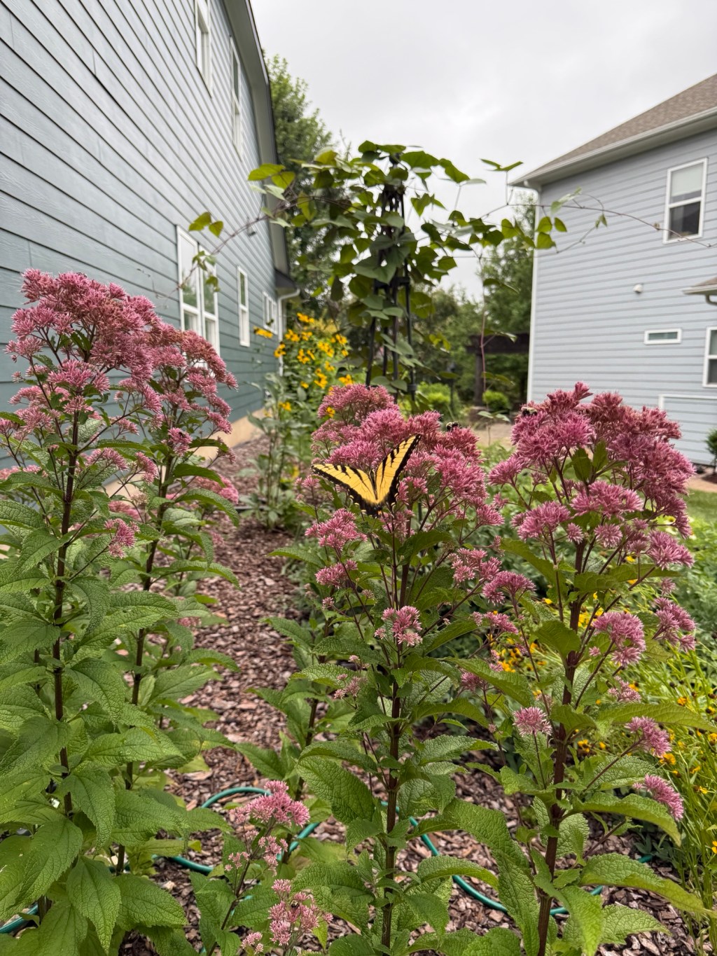 The Garden Edit:&nbsp;C2