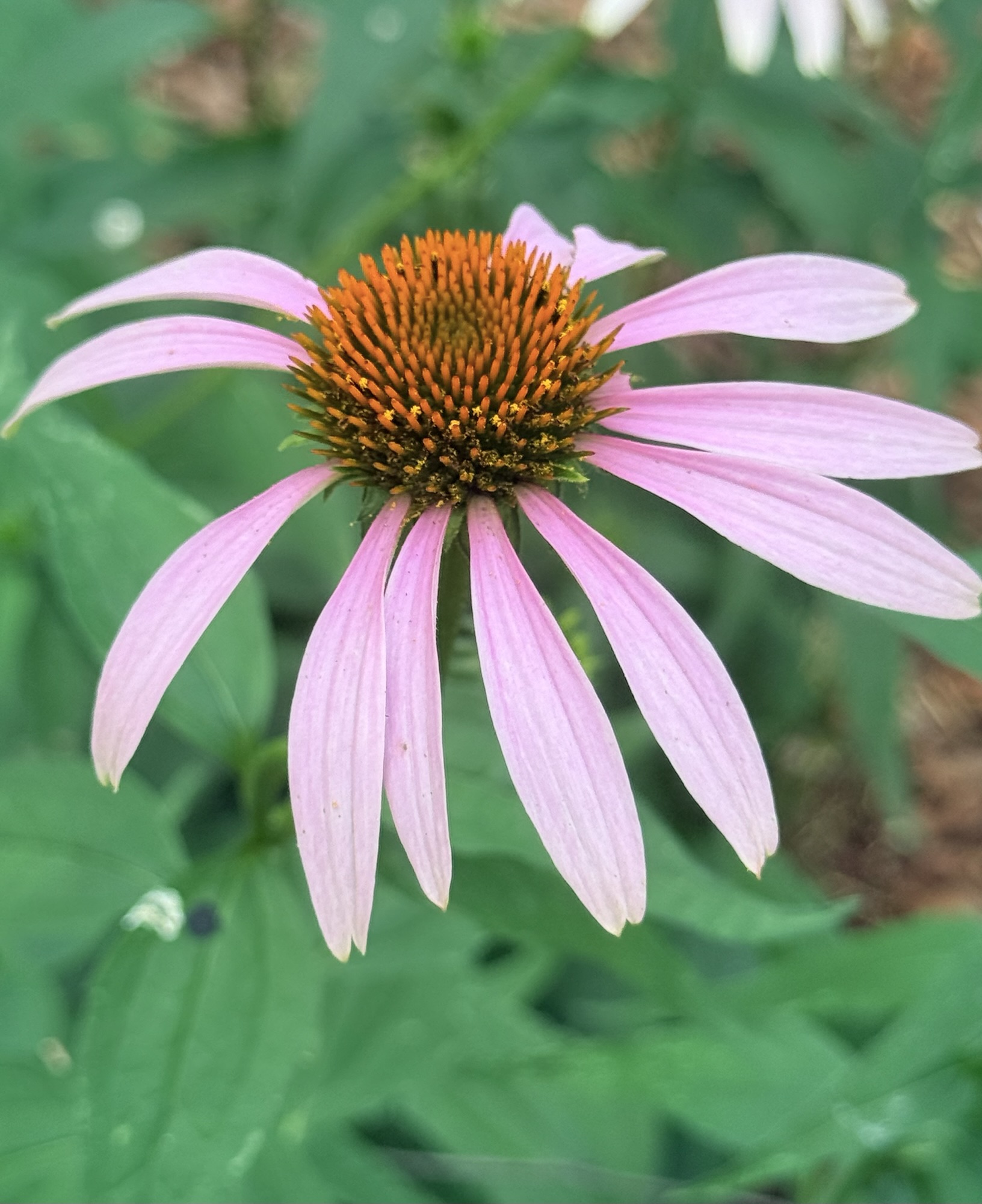 A Year of Notable Natives: Summer